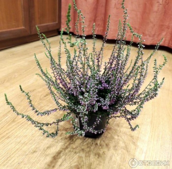 Heather sa isang paso ng bulaklak