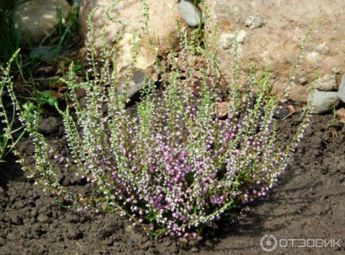 Nakatanim na heather