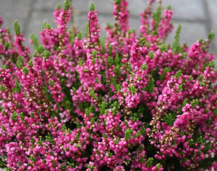 Heather Salsa