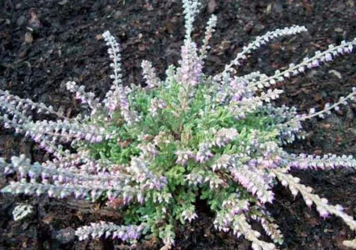 Heather Calluna vulgaris Jan Dekker