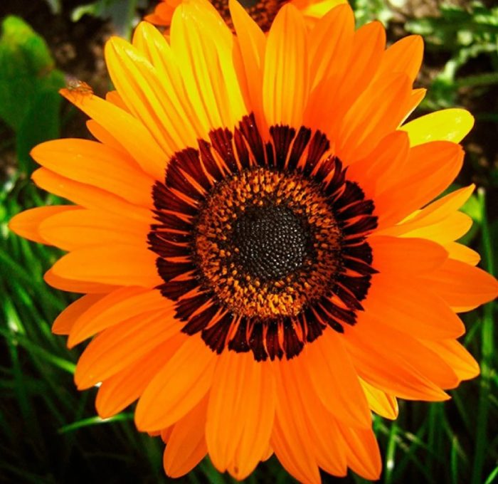 Venidium Orange Prince