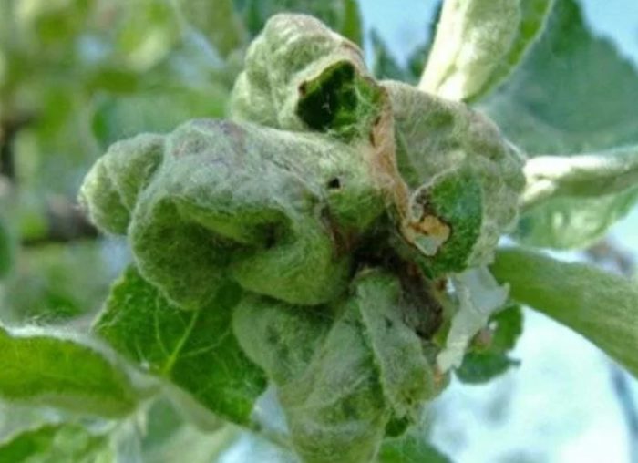 Leaf roller sa puno ng peras