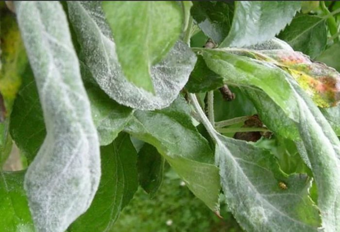 Powdery mildew sa peras