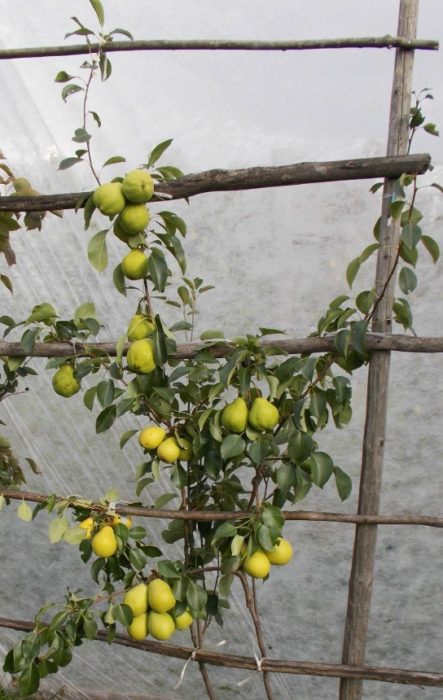 Chizhovskaya at Avgusovskaya Rosa varieties