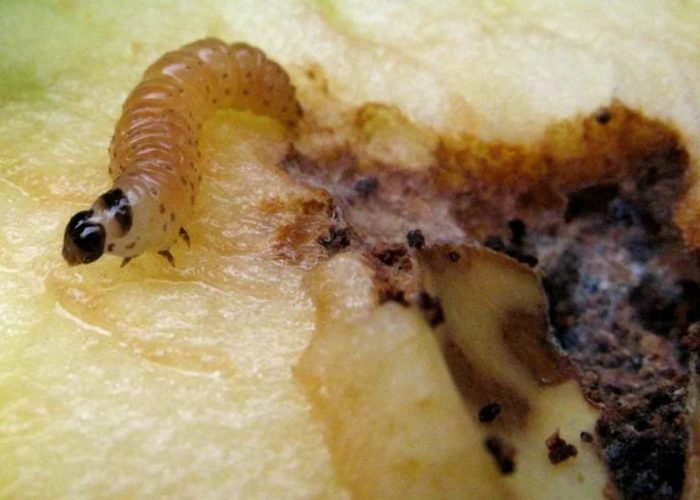 Codling moth sa isang peras