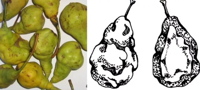 Pagdurugo ng virus sa ilalim ng balat