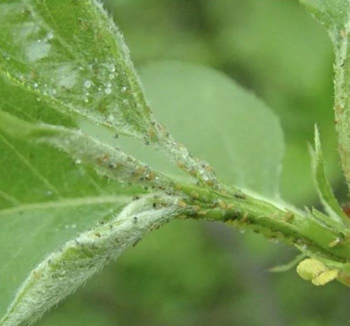 Mga aphid sa puno ng peras