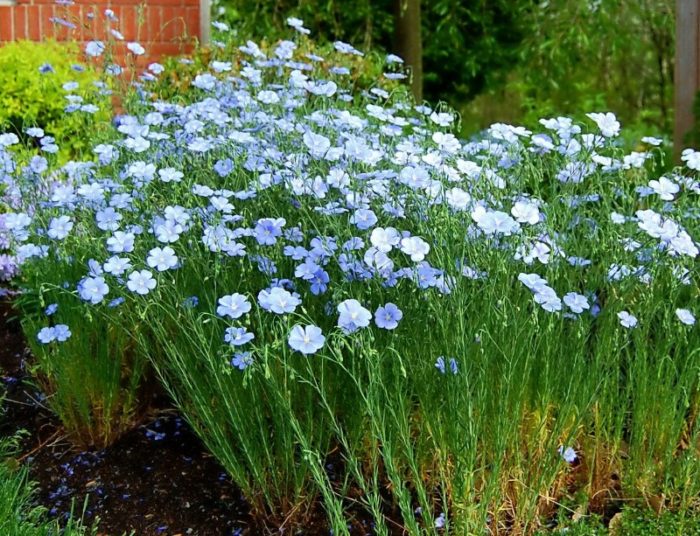 Flax sa hardin