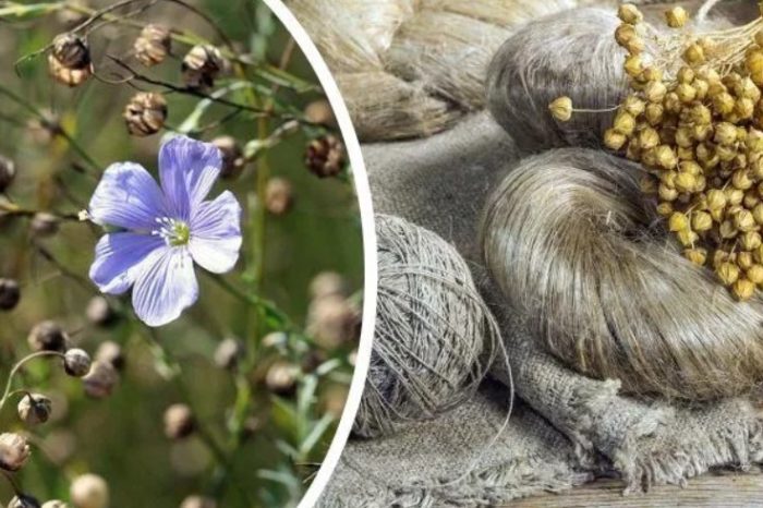 Flax at hibla
