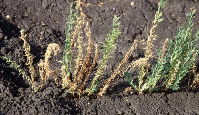 Fusarium na paglalambot ng flax