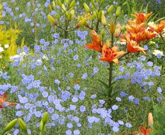 Flax na may mga bulaklak