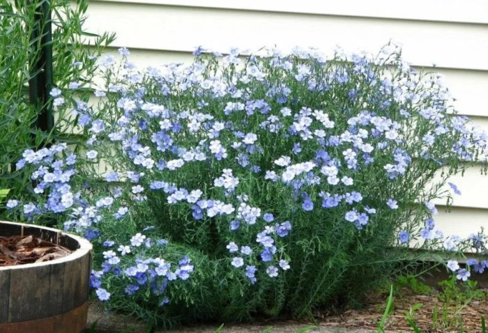 Perennial flax malapit sa dingding
