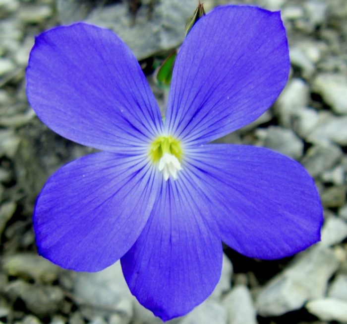 Flax ng Narbonne