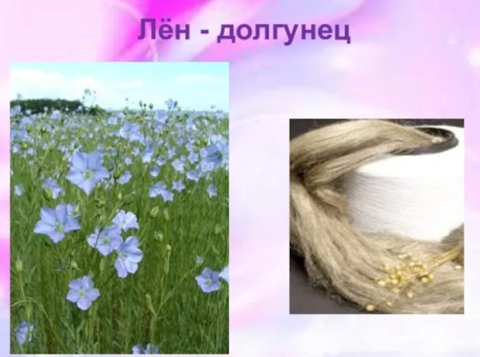 Flax