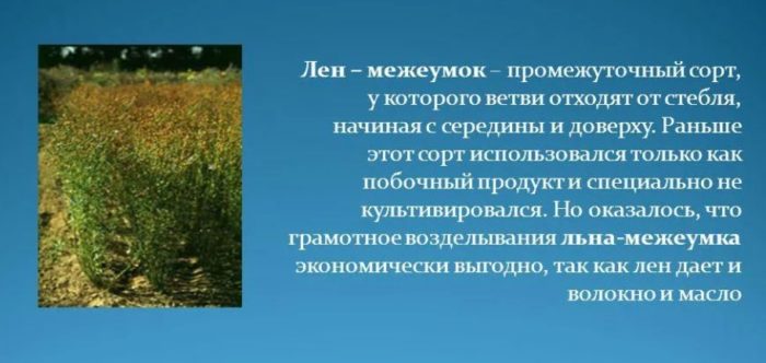 Flax mezheumok