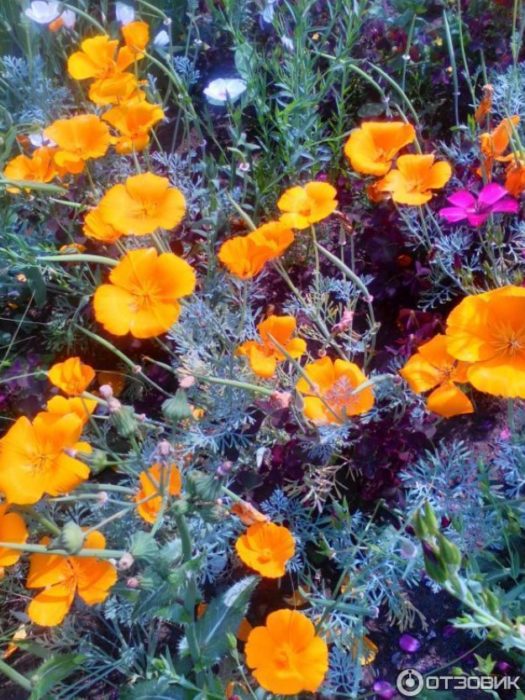 Eschscholzia