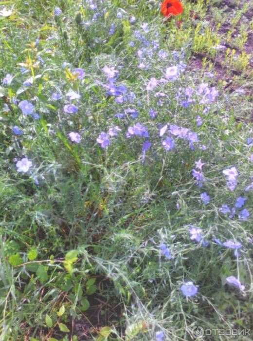 Flax at poppy sa bukid