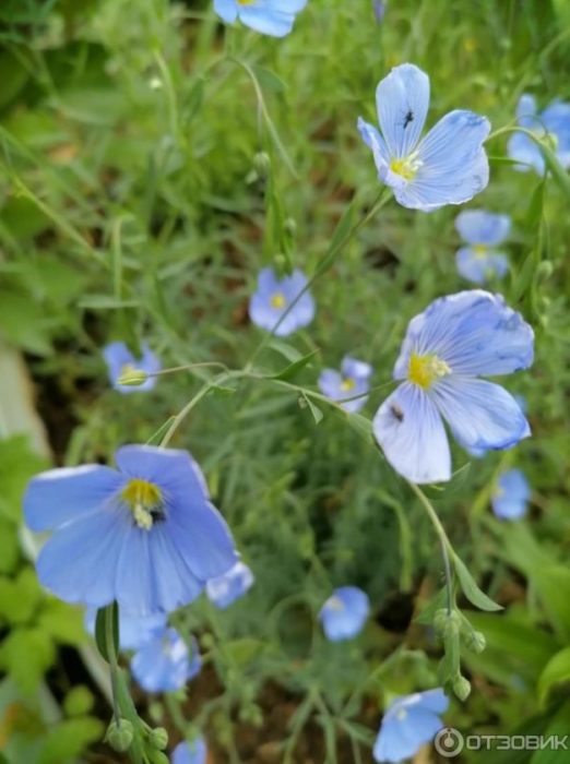Asul na flax