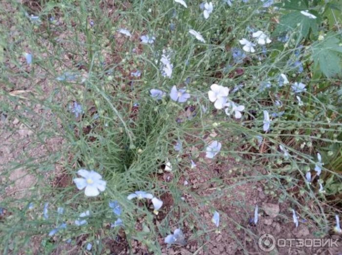 Asul na palumpong ng flax
