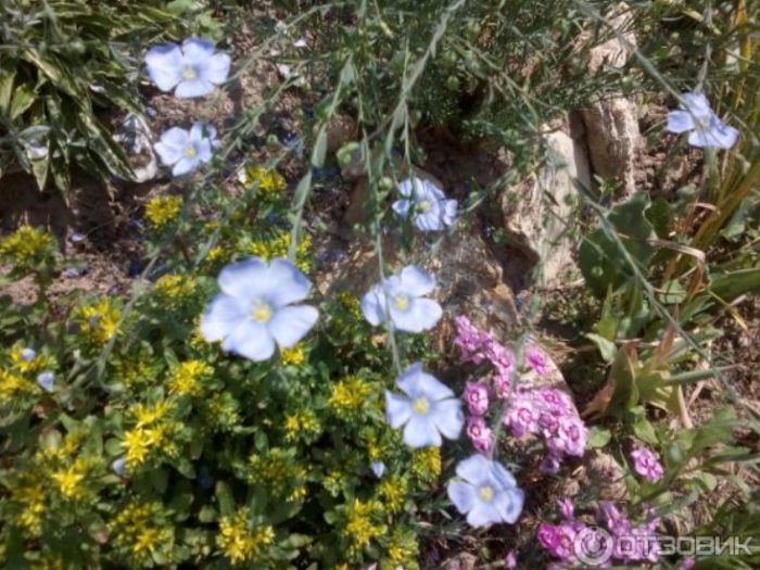 Perennial flax