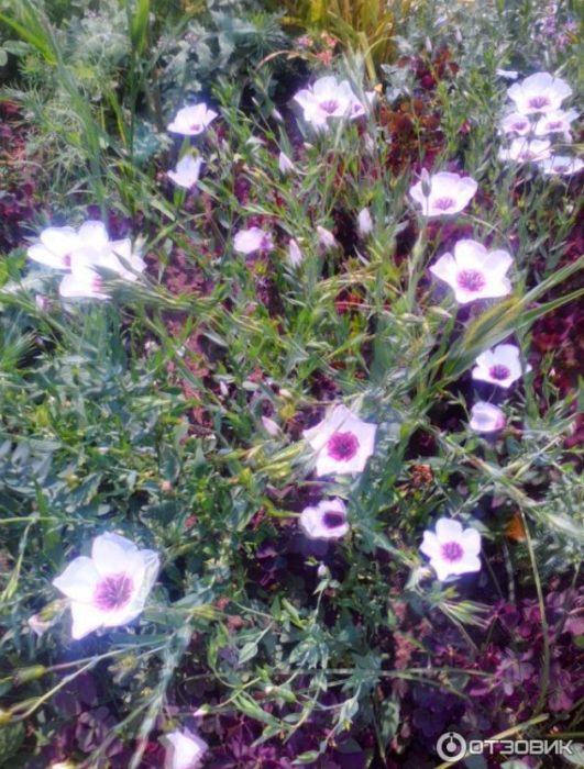 Flax na may malalaking bulaklak