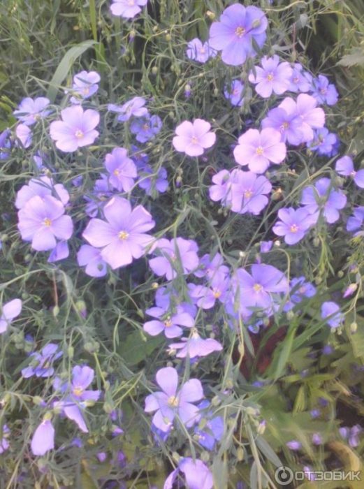 Mga bulaklak ng cornflower