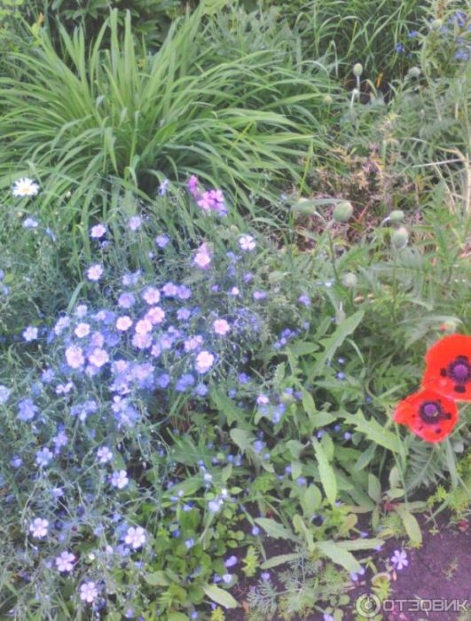 Poppy at flax