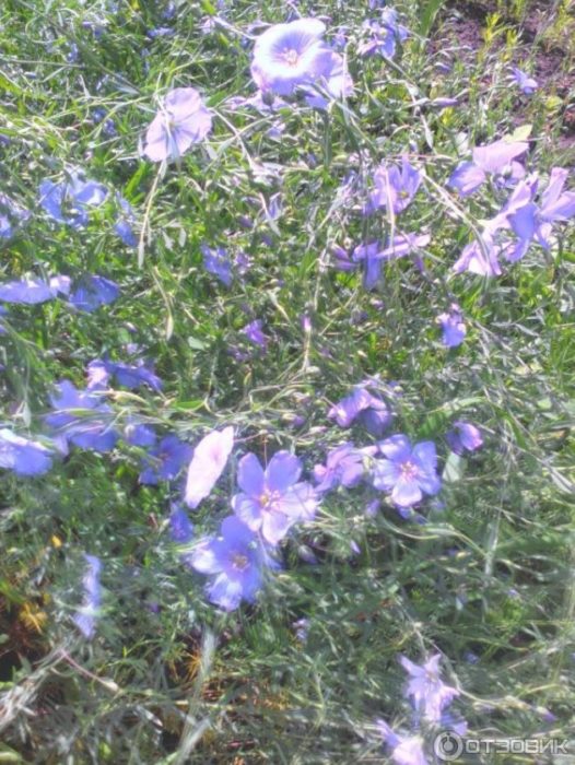 Asul na flax