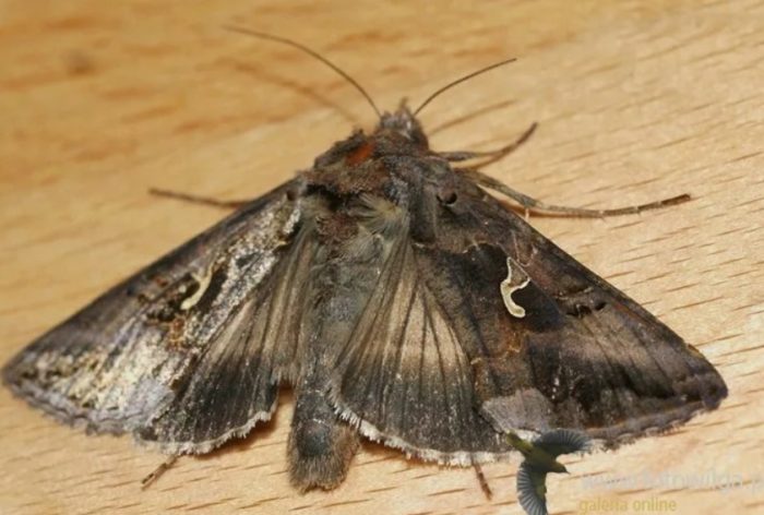 Ang peste ng gamma moth