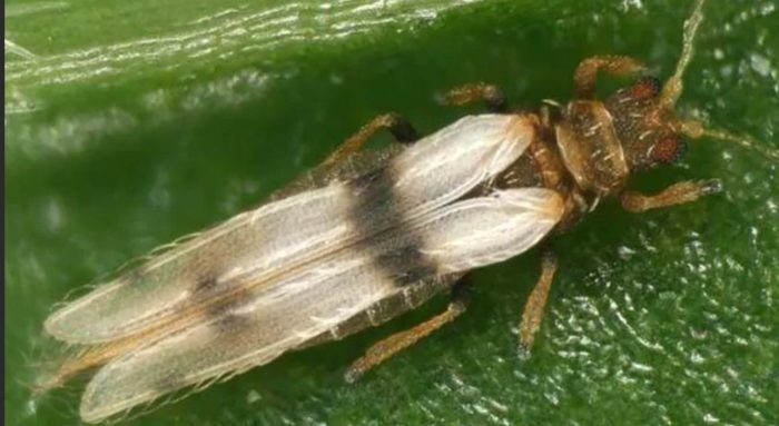 Mga thrips ng flax
