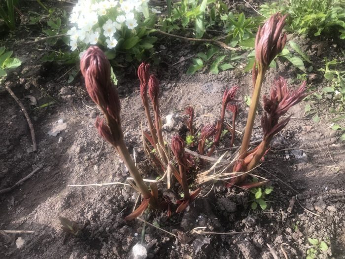 Peony na mas matanda sa 3 taon