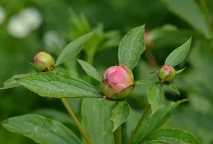 Mga usbong sa isang peony
