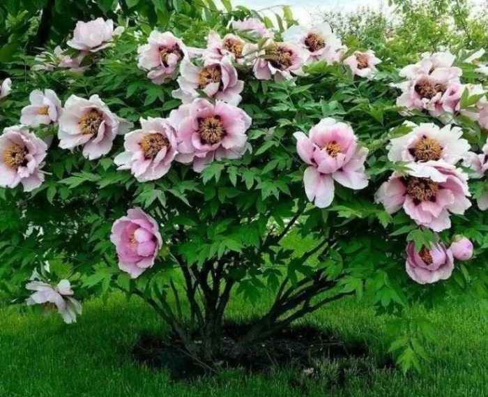 Namumulaklak na peony ng puno