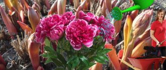 Pagpapataba ng mga peonies sa tagsibol