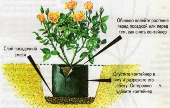 Садња парковске руже