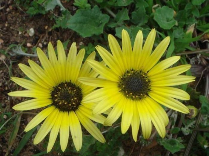 Venidium marigodum