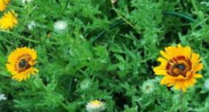 Orange Venidium