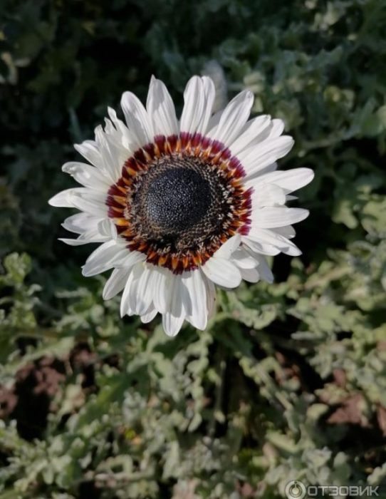 Puting venidium