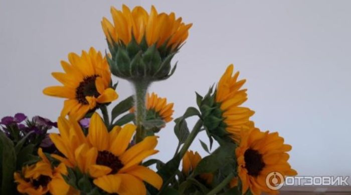 Mga bulaklak na katulad ng mga sunflower