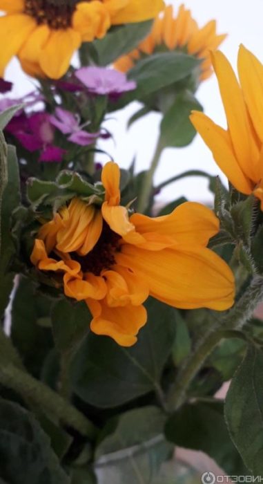 Venidium sa gitna ng mga bulaklak