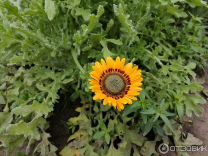 Dilaw na bulaklak