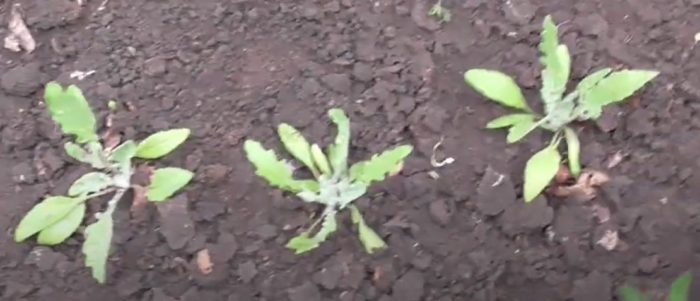 Venidium sa lupa