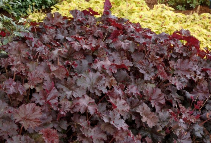 Шоколадови волани Heuchera