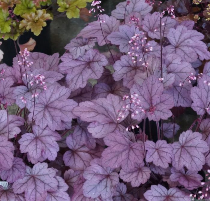 Сорт Heuchera, Georgia Plum
