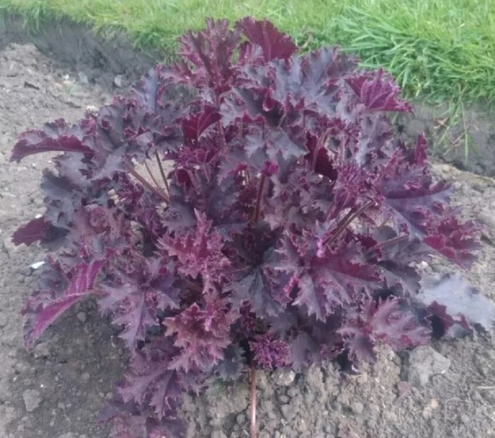 Лилави фусти Heuchera