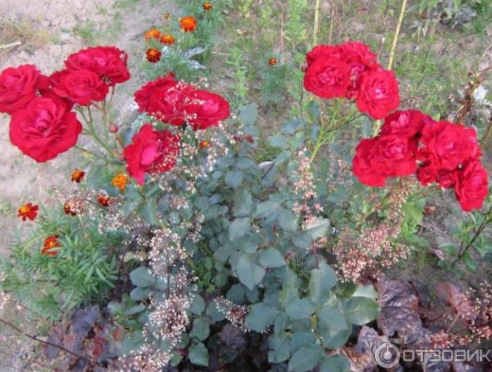 Хеухери и рози