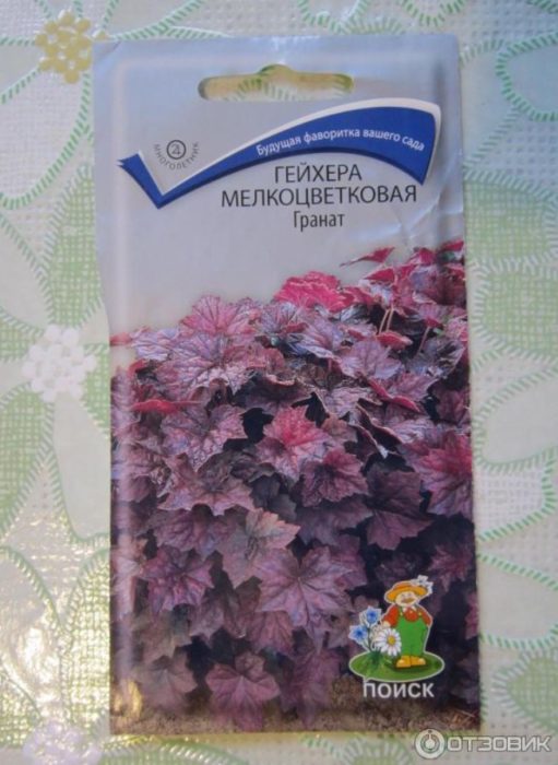 Семена от хойхера