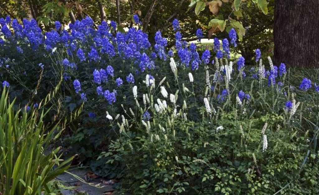 Lumalagong aconite