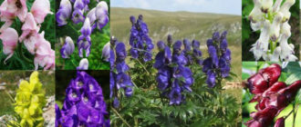 Hindi pangkaraniwang aconite