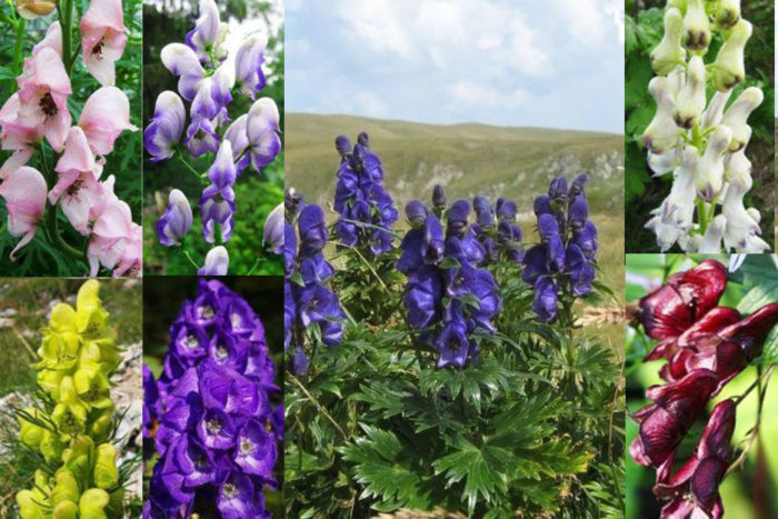 Hindi pangkaraniwang aconite